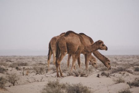 ELdakhla