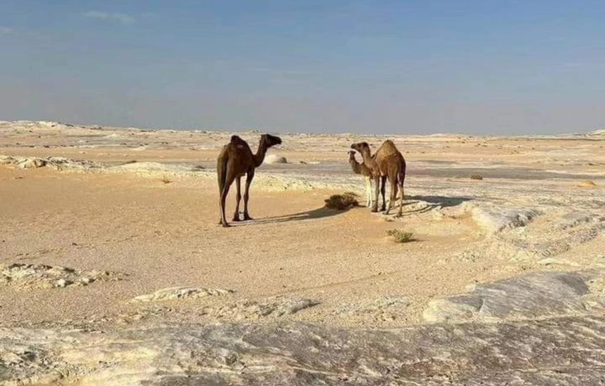 Adventure in the White Desert