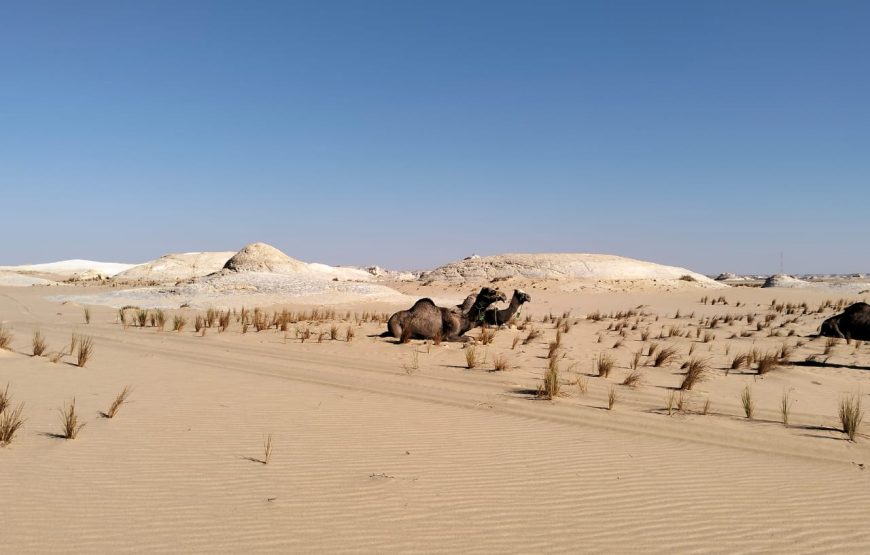 Adventure in the White Desert