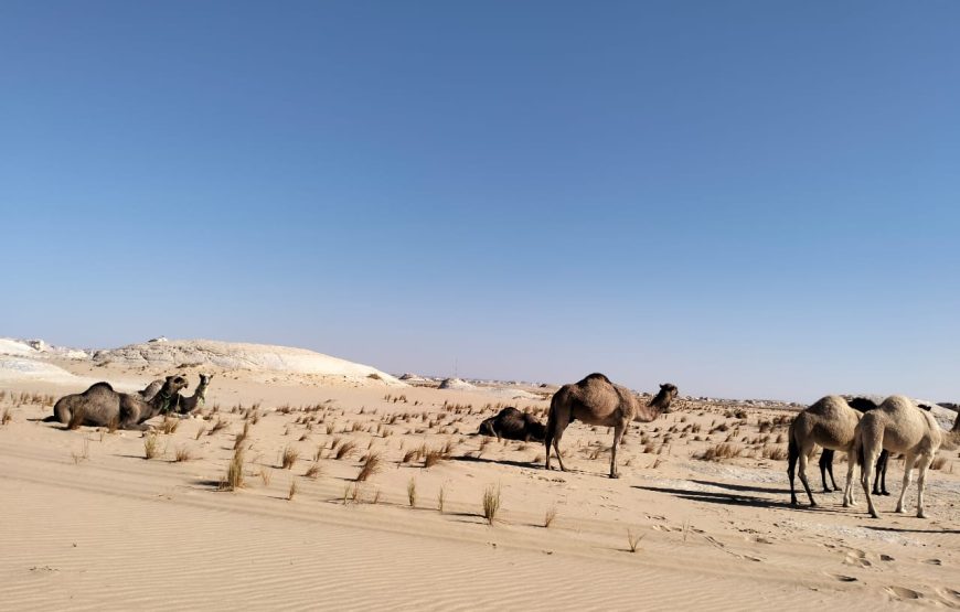 Adventure in the White Desert